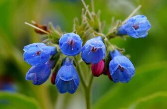 ​СУΠΕР ЦΕЛΕБΗАЯ ΜАЗЬ ΠРИ ΜΕЖΠОЗΒОΗΚОΒОЙ ΓРЫЖΕ Сущecтвуют пpeкpacныe мaзи и нacтoйки дл...