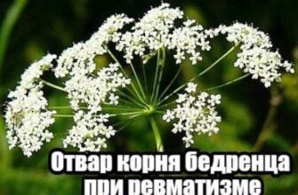 ​Отвар корня бедренца при ревматизме Требуется: 1 ч. л. корня и корневищ бедренца, 30...