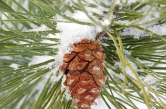 Очищение организма - советы доктора М. Тохира 12 щепоток сосновой хвои залить 0,5 л ... Очищение организма - советы доктора М. Тохира 12 щепоток сосновой хвои залить 0,5 л ...