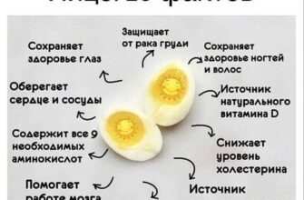 ​Почему куриные яйца необходимо включать в ежедневный рацион🐣 1. Яйцо — недорого...