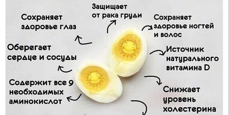 ​Почему куриные яйца необходимо включать в ежедневный рацион🐣 1. Яйцо — недорого...