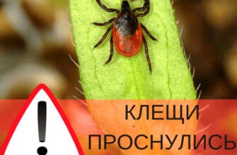Как защититься от клещей - советы опытного лесника