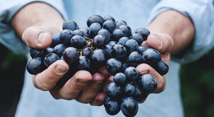 Польза и вред винограда: способен омолодить, но приводит к вздутию живота