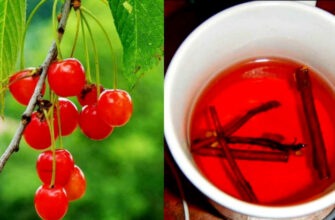 Польза вишневых веточек - рецепты народной медицины