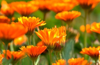 Цветы ноготков