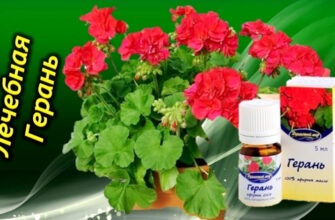 Почему герань должна быть в каждом доме - свойства и рецепты