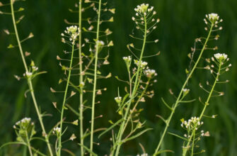 Трава пастушья сумка