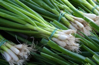 Польза и вред зеленого лука: какие блюда приготовить для укрепления иммунитета и нервной системы