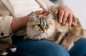 Ученые США создали препарат для контрацепции кошек, который может заменить стерилизацию