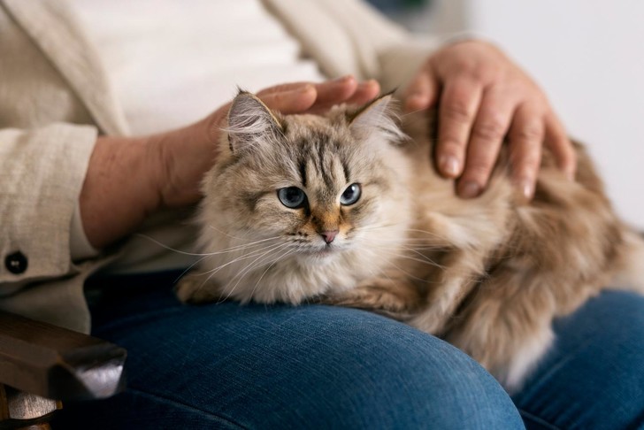 Американские ученые создали вещество для кошачьей контрацепции, способное заменить стерилизацию