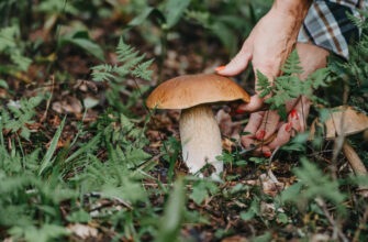 Любители собирать грибы могут заразиться лихорадкой с кровотечением, от которой нет лечения
