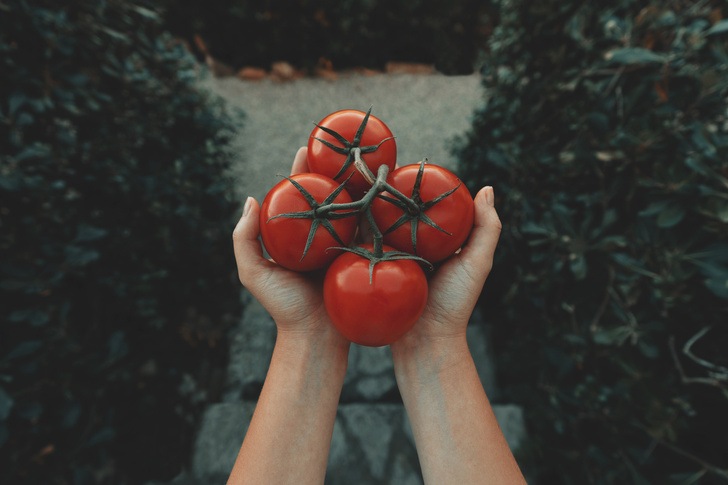 Могут отравиться и вызвать рак: два вида помидоров, которые нельзя есть ни при каких обстоятельствах