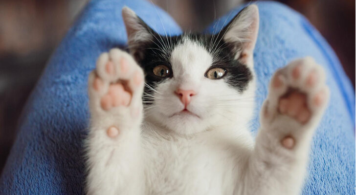 «Не могу, у меня лапки»: что происходит со здоровьем кошек, которым удалили когти
