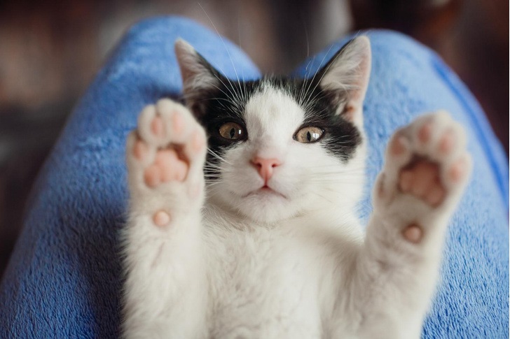 «Не могу, у меня лапы»: что происходит со здоровьем кошек с когтями
