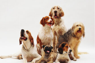 Ковид вызывает воспаление мозга у собак, даже если нет симптомов — исследование