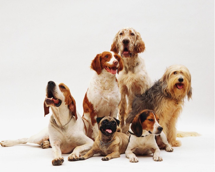 Covid вызывает энцефалит у собак даже при отсутствии симптомов – исследование