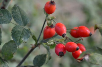 Плоды шиповника