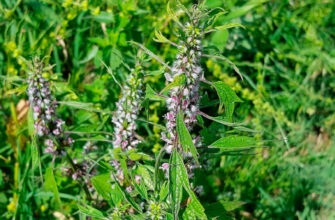 Трава пустырника