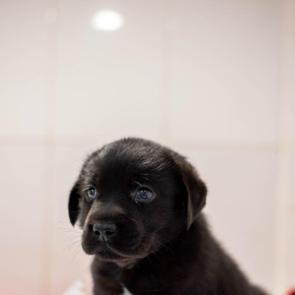 В России от суррогатной матери родился первый щенок – посмотрите, какой он милый