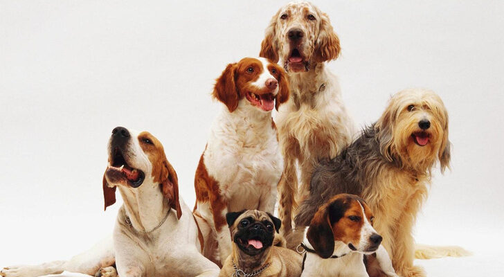 Ветеринар Князьков перечислил 5 пород собак с богатырским здоровьем