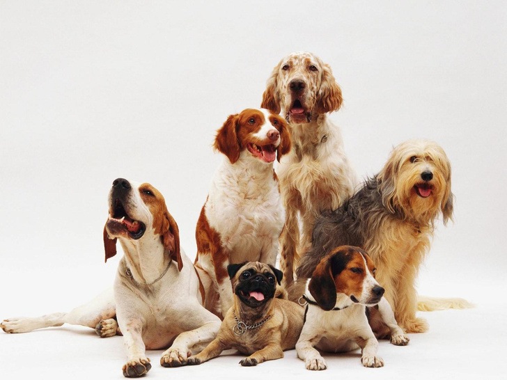 Ветеринар Князьков назвал 5 пород собак с хорошим здоровьем
