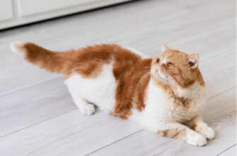 Ветеринар Руденко объяснила, почему кошка может стать агрессивной