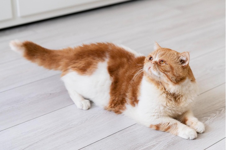 Ветеринар Руденко объяснил, почему кошка может стать агрессивной