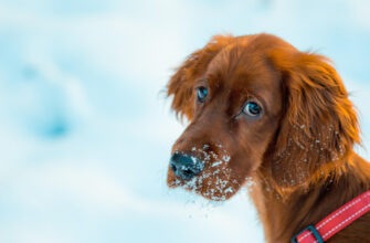 Очень похоже на микоплазму: ученые выяснили, что за болезнь убивает собак в США и Канаде