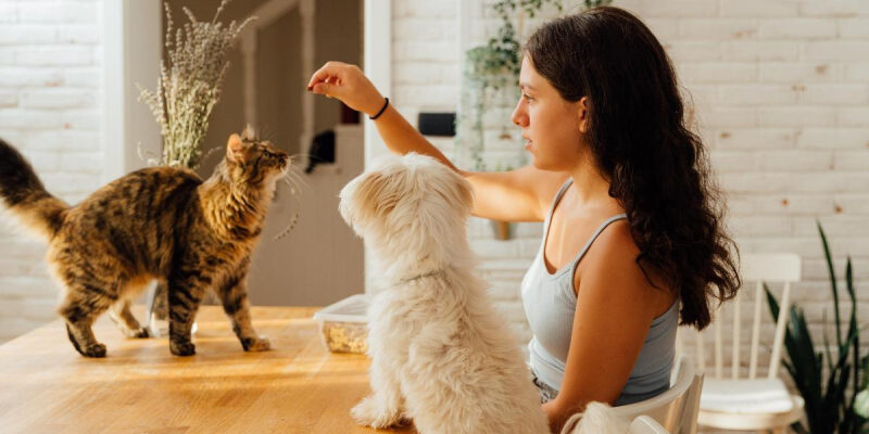 Няня для питомца: 6 советов, как ужиться с чужим домашним животным