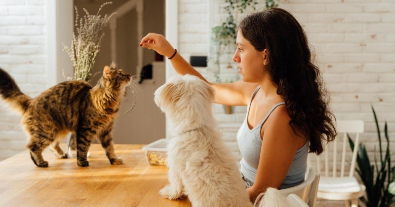 Присмотр за домашними животными: 6 советов, как ладить с чужими домашними животными