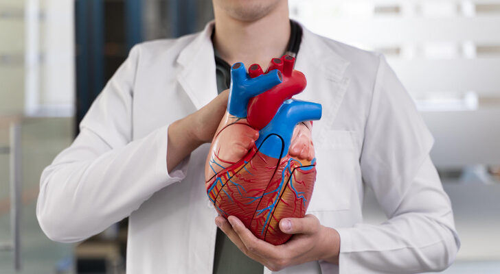 Сердце одно, проблем много: как холестерин влияет на сосуды, и можно ли регулировать его уровень