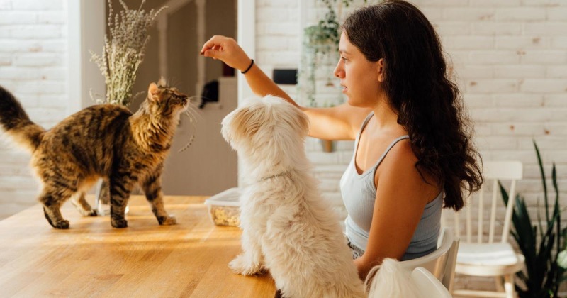 У кого память лучше, у кошек или собак, отвечает зоопсихолог