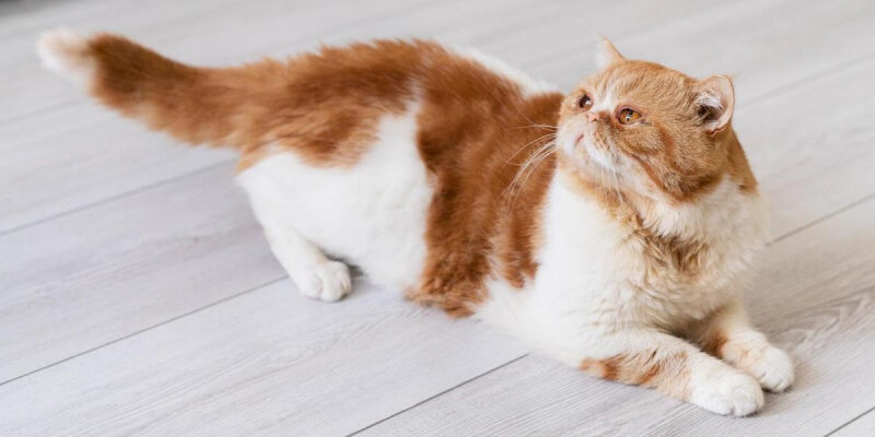 Ученые США назвали препарат от паразитов, который смертельно опасен для кошек