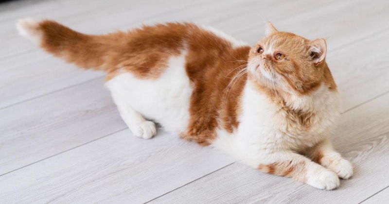 Американские ученые назвали препарат от паразитов смертельным для кошек