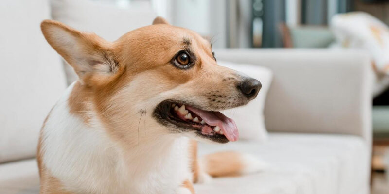 Ваш пес все понимает: ученые обнаружили у собак словарный запас