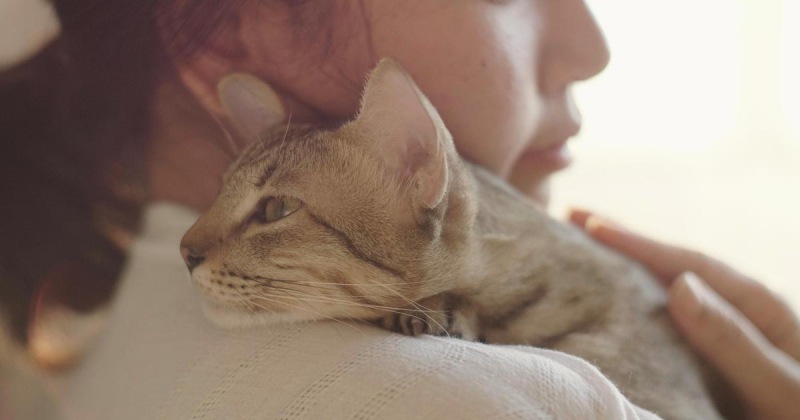 Ветеринар Берк объясняет, почему кошки трясутся всем телом