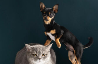 Что делать, если домашнее животное сбежало: план действий от зоопсихолога