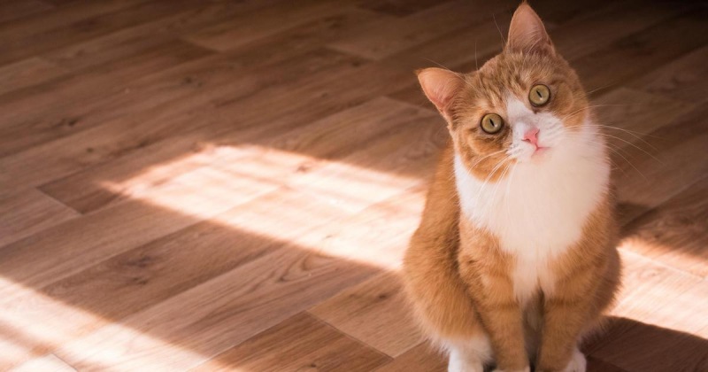 День, выходные или всю неделю Ветеринар объяснил, сколько времени кот может находиться один дома