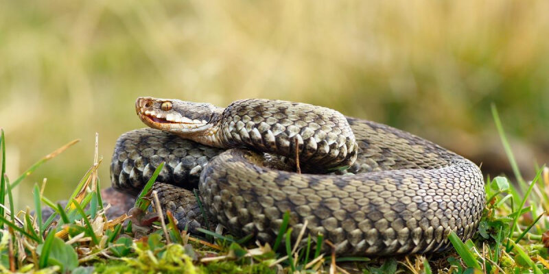 Гадюки проснулись: 4 правила, как не пострадать от укуса змеи на прогулке