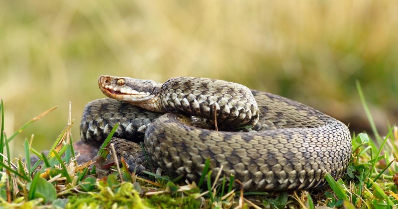 Гадюка проснулась: 4 правила, чтобы не быть укушенной змеей во время прогулки