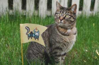 Исследование: у владельцев кошек может быть повышен риск развития шизофрении