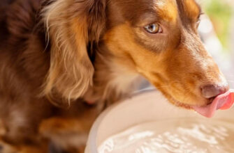 Как заставить кошку и собаку пить воду, если они не хотят: 10 рабочих способов от ветеринара
