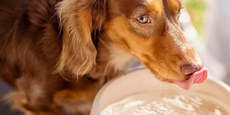 Как заставить кошку и собаку пить воду, если они не хотят: 10 рабочих способов от ветеринара