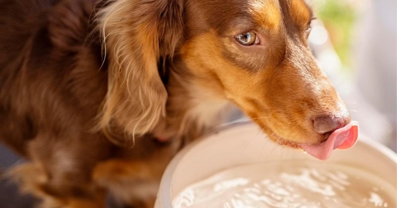 Как заставить собаку или кошку пить воду, если они не пьют: 10 советов ветеринара
