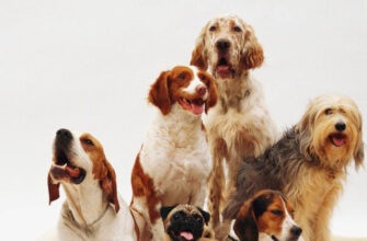 Кинолог назвал породу собак, которую не стоит заводить, если вы городской житель