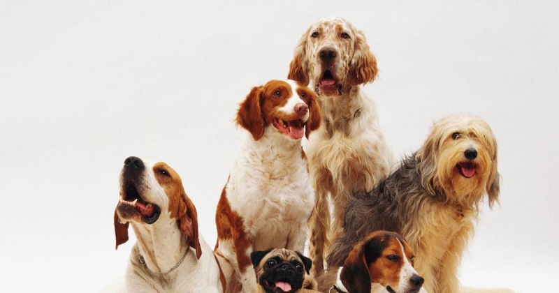 Кинологи назвали породы собак, которые горожанам не стоит заводить
