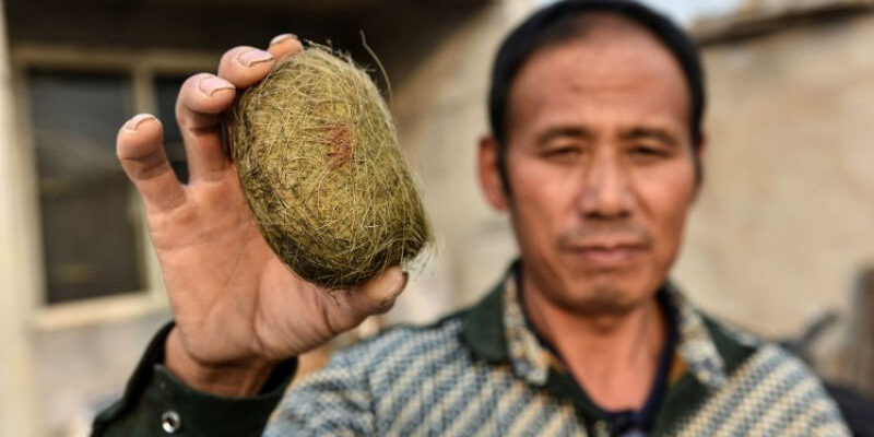 Китайский фермер обнаружил в желчном пузыре свиньи настоящее сокровище
