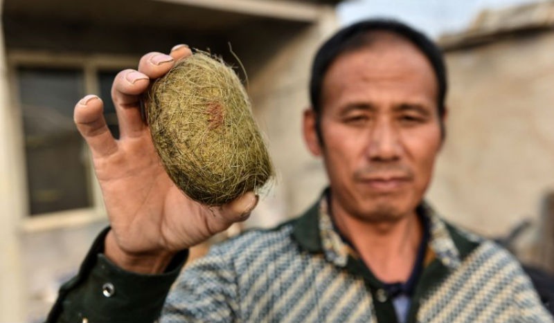 Китайские фермеры обнаружили настоящее сокровище в желчном пузыре свиньи