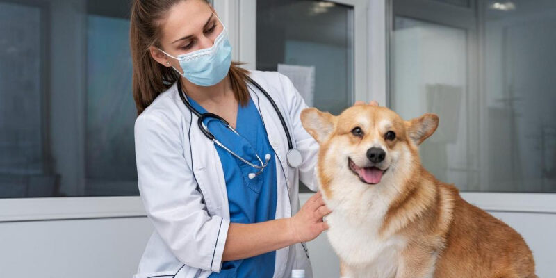 Когда обрабатывать собаку от клещей и какой метод самый эффективный: инструкция от ветеринара