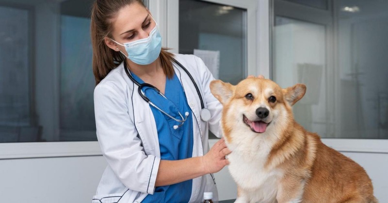 Когда лечить собаку от клещей и какие методы наиболее эффективны: инструкции ветеринарного врача